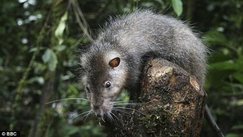Một loài chuột khổng lồ được phát hiện tại vùng rừng mưa của Papua New Guinea.