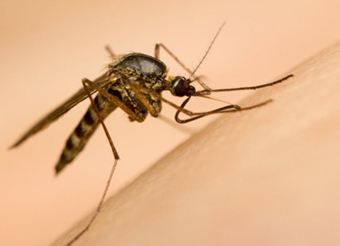 Loại muỗi nào truyền bệnh sốt xuất huyết?