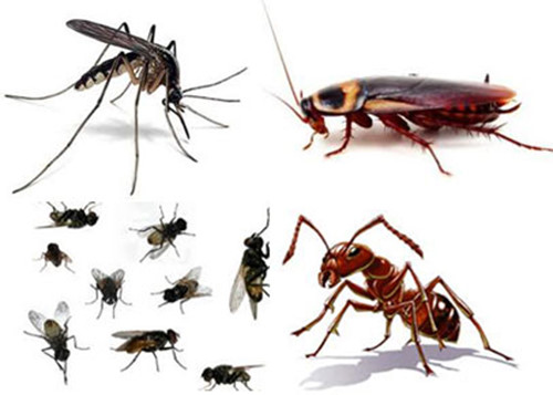 How many development phases do insects have? In which phase are insects hardly exterminated?