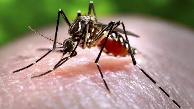 ZIKA: VIRUS TO TEO VFC'S GLOBAL CROWDS AND PREVENTION SERVICES