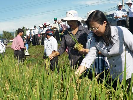 Vụ ĐX 2012 - 2013 ở miền Trung,Tây Nguyên: Đột phá giống ngắn ngày