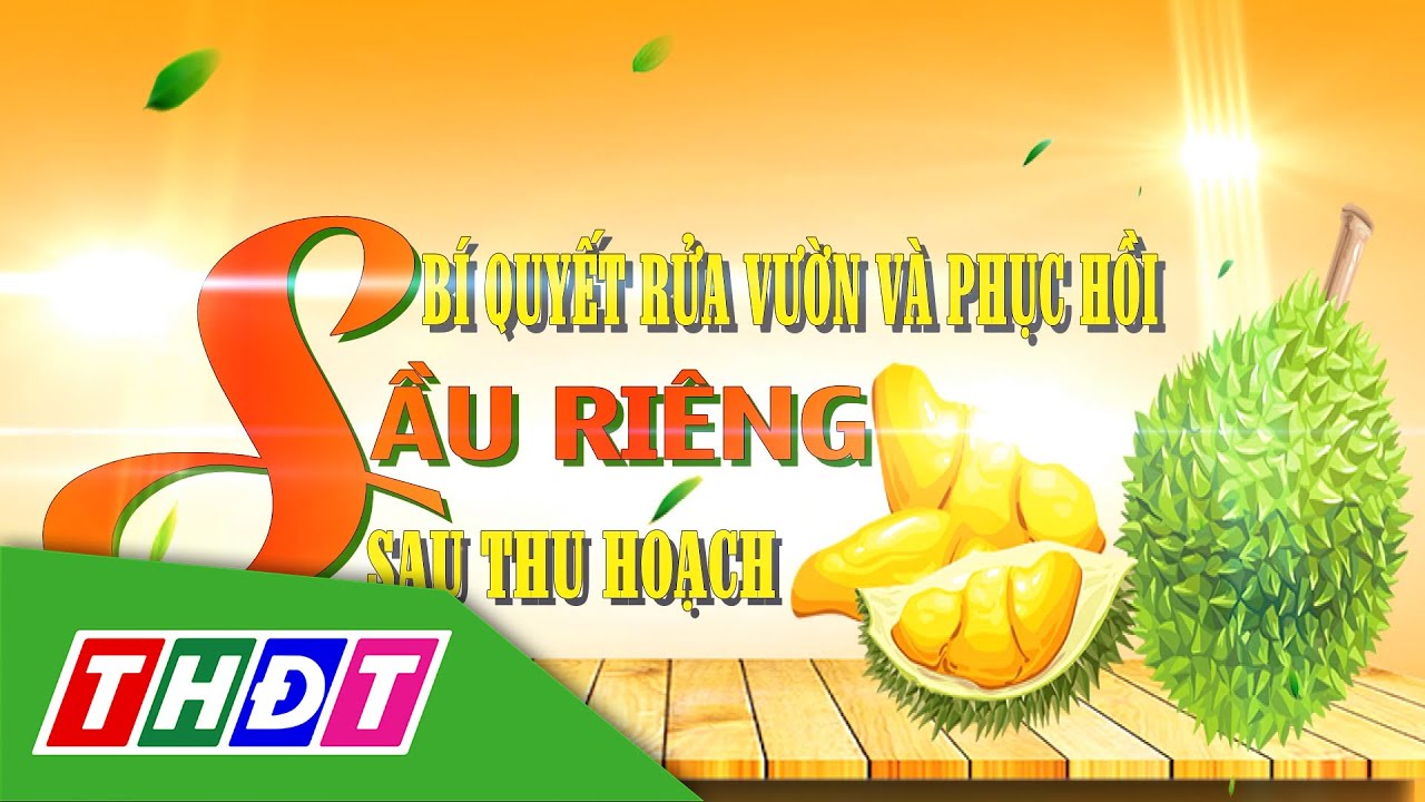 CDHN_2025_Sầu riêng_Số 4_Bí quyết rửa vườn và phục hồi sầu riêng sau thu hoạch